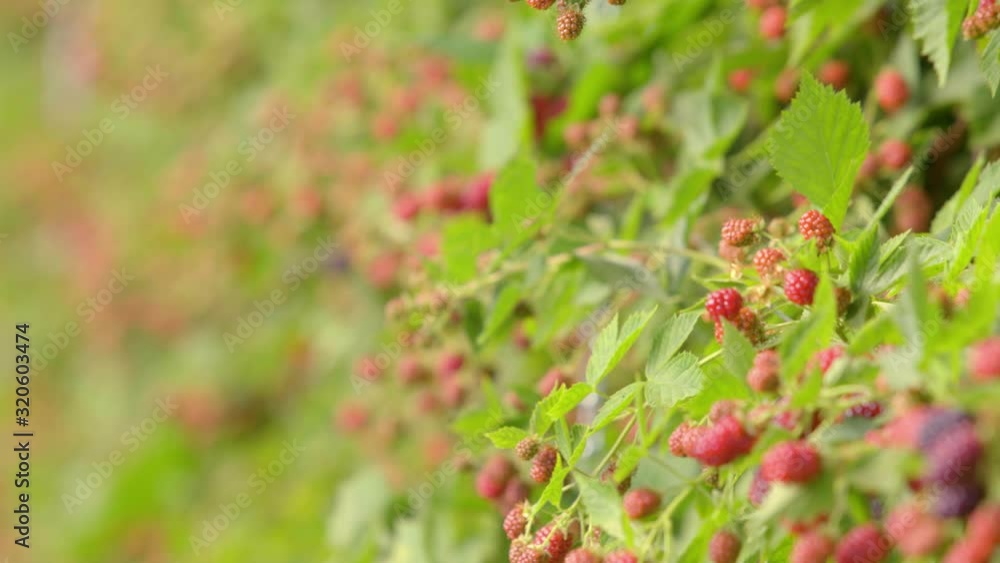 Plenty of Fresh Red Raspberries hanging on a Bush in the Garden Plenty of Fresh Red Raspberries hanging on a Bush in the Garden