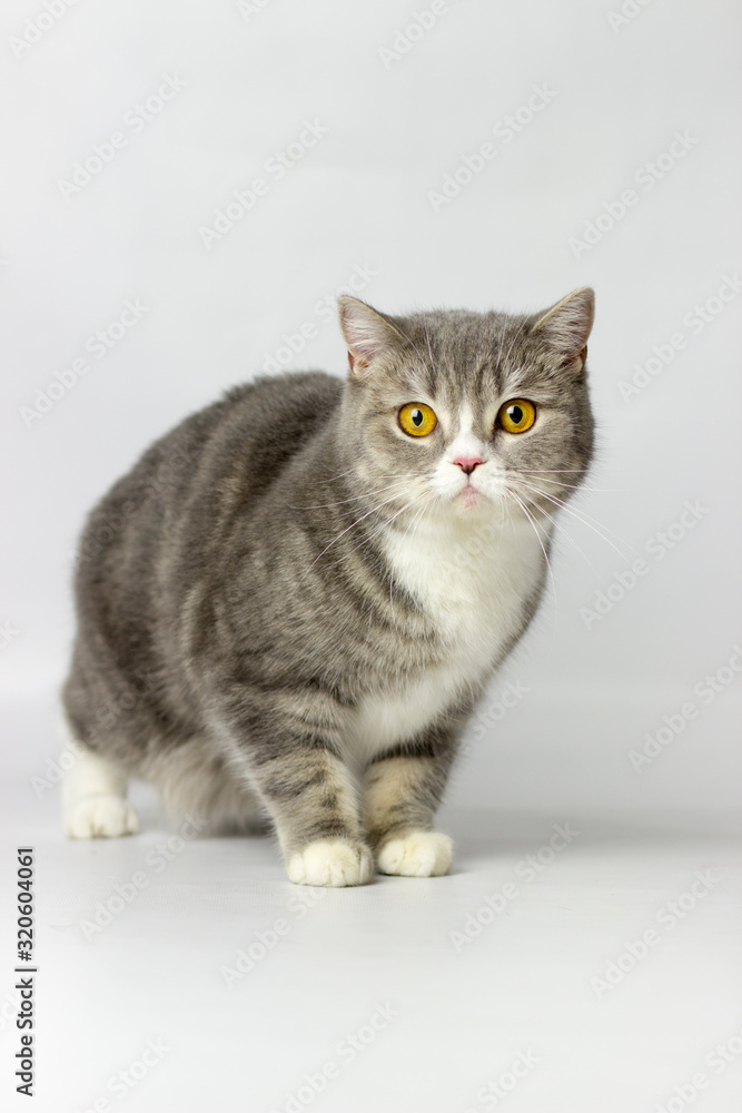 British shorthair female cat British shorthair female cat