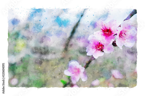 watercolor style and abstract image of cherry tree flowers