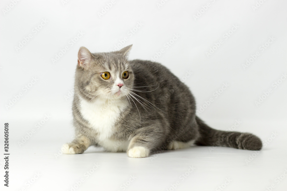 British shorthair  female cat