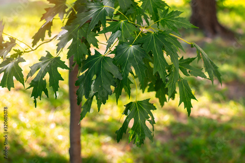 Young silver maple (Acer saccharinum) leaves in the park on a sunny spring day
