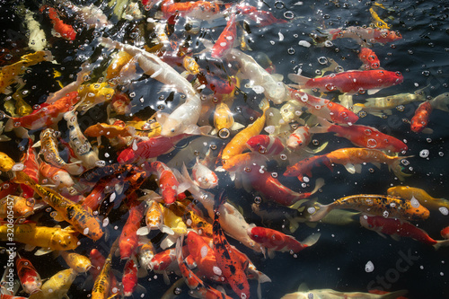 koi fishes in asian farm pool. Colorful fancy carp fish in pond. © Rattanachat