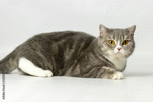 British shorthair female cat