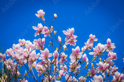 Magnolia soulangeana or saucer magnolia white pink blossom tree flower close up selective focus on the blue sky background