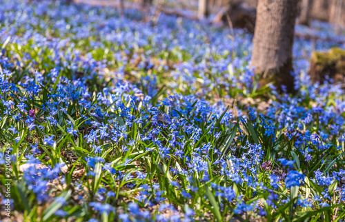 Photos A huge amount of tender flowers of blue spring scilla siberica on nature forest background like a flower sea or flower carpet