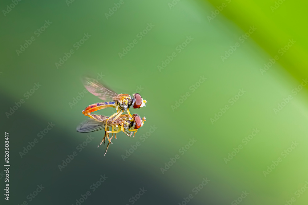 Hoverflies mating in flight on a green blurred background Hoverflies mating in flight on a green blurred background
