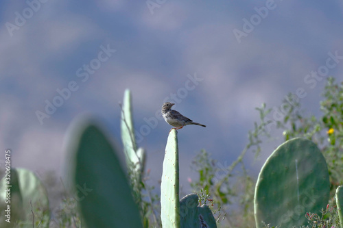 MOURNING SIERRA-FINCH (Rhopospina fruticeti), beautiful specimen perched on cactus at dawn in search of food. Lima Peru photo