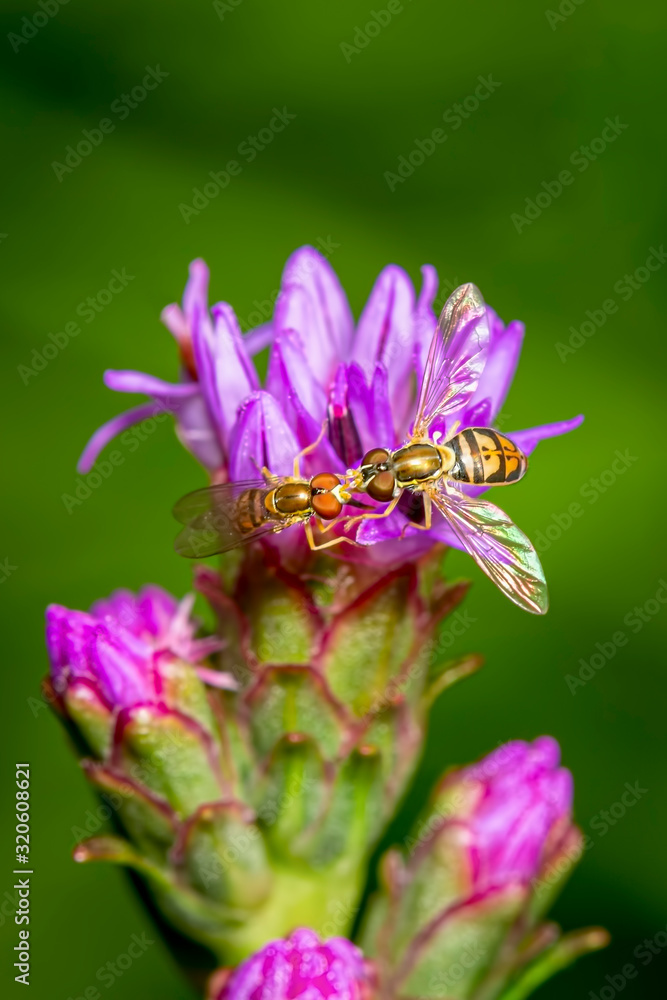 Hoverflies kissing on a liatris flower on a green blurred background Hoverflies kissing on a liatris flower on a green blurred background