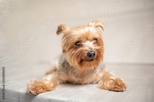 Portrait of the Yorkshire Terrier in the studio. Photographed close-up.