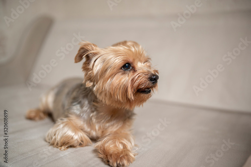 Portrait of the Yorkshire Terrier in the studio. Photographed close-up. © shymar27