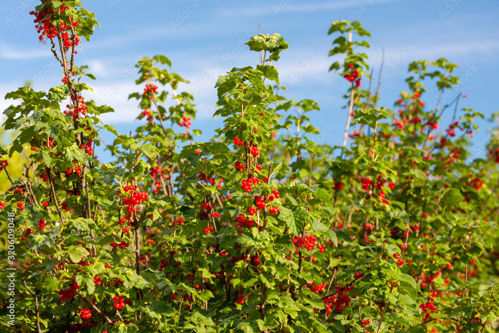 ripening red currants with blue sky ripening red currants with blue sky
