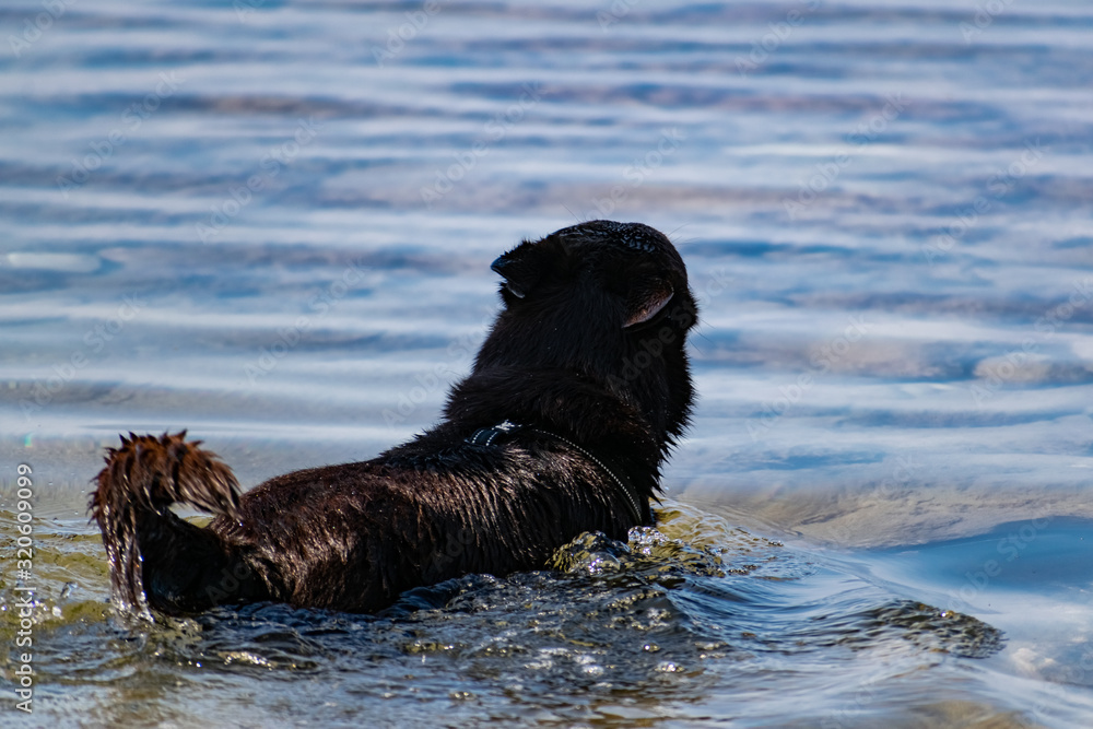 Dogs walk on a leash and with a collar on the salt water of the black sea. Dogs walk on a leash and with a collar on the salt water of the black sea.