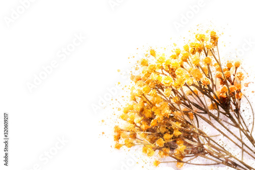 Watercolor plant branch design element for cards 