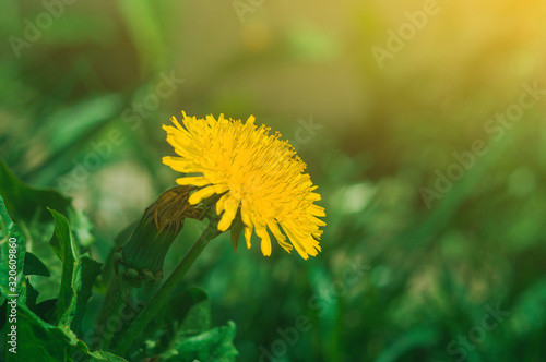 blooming yellow dandelion flowers Taraxacum officinale in garden on spring time. Detail of bright common dandelions in meadow at springtime. Used as a medical herb and food ingredient