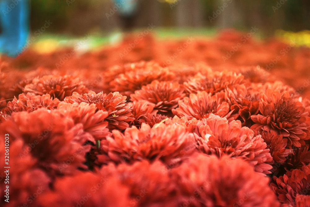 Beautiful chrysanthemums in the garden. Flowers as a background picture. Chrysanthemum wallpaper. Japanese style. Autumn garden of chrysanthemums. Low point shooting. Selective focus. Beautiful chrysanthemums in the garden. Flowers as a background picture. Chrysanthemum wallpaper. Japanese style. Autumn garden of chrysanthemums. Low point shooting. Selective focus.