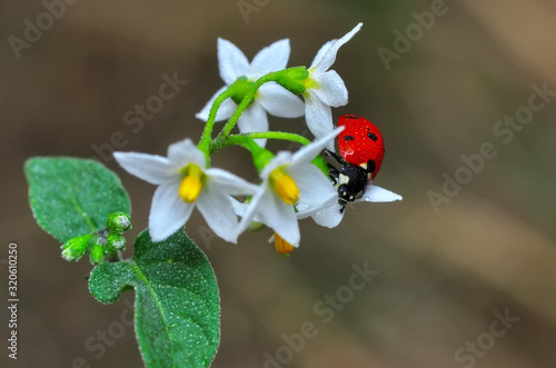 Wallpaper Mural Beautiful ladybug on leaf defocused background Torontodigital.ca