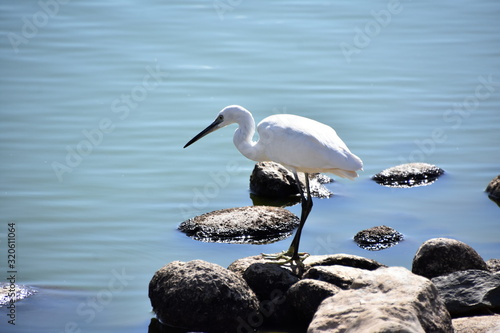 The great egret heron Ardea alba standing on stones in a pond © hhelene
