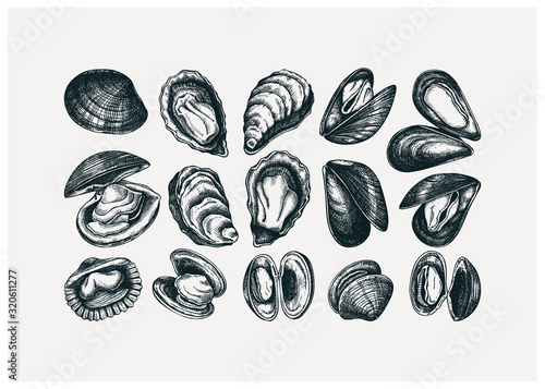 Hand drawn edible marine mollusks drawings set. Vector package, banner, flyer, menu, recipes template with realistic seafood elements. Vintage clams, oysters, cockles, mussels top view sketches