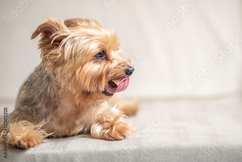 Portrait of Yorkshire Terrier with its tongue hanging out. Photographed close-up. © shymar27
