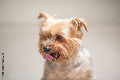 Portrait of Yorkshire Terrier with its tongue hanging out. Photographed close-up.