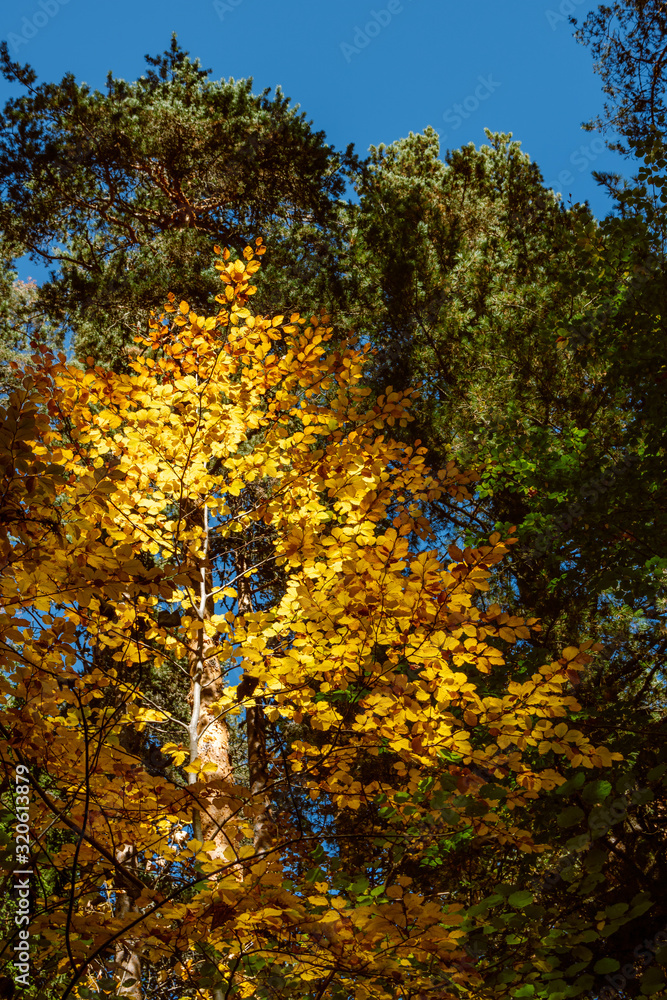 Obraz premium A lone tree with golden autumn leaves, lit by sunlight, surrounded by tall green coniferous trees.