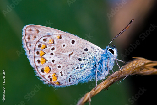 Wallpaper Mural Macro photography of the butterfly in nature Torontodigital.ca
