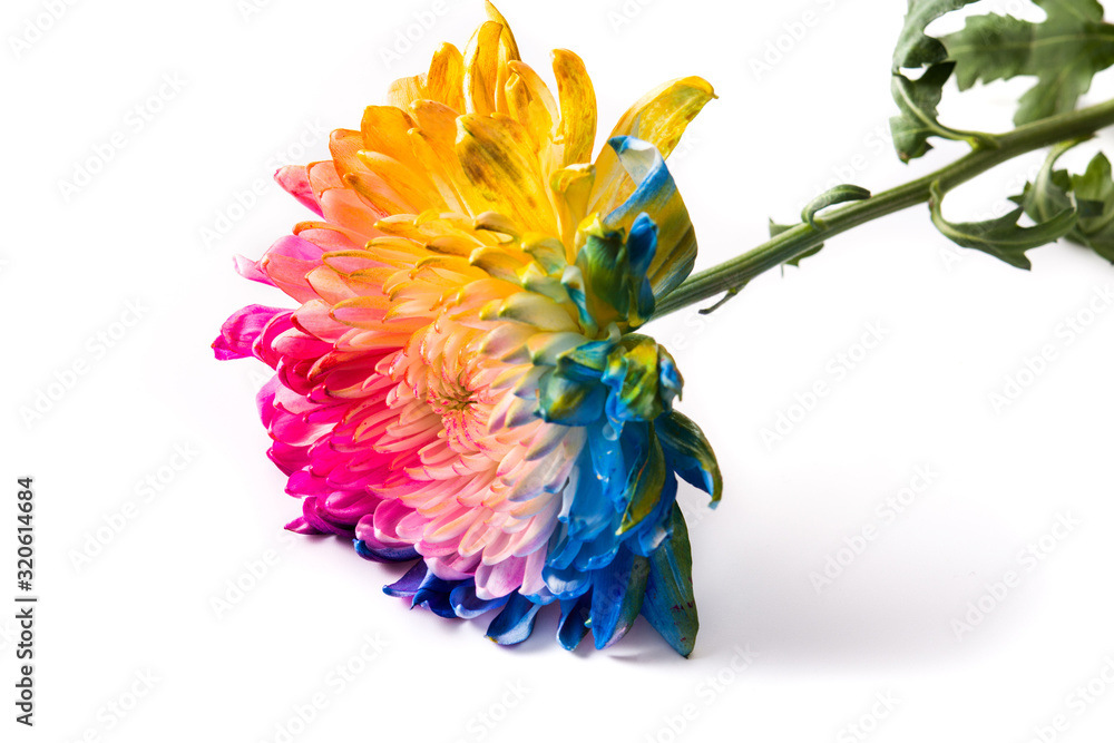 Multicolored flower isolated on white background