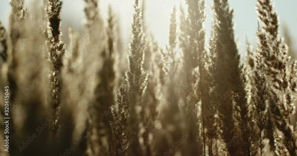 Picturesque scenery of lush grass blossoming in sunshine at morning in summertime Picturesque scenery of lush grass blossoming in sunshine at morning in summertime