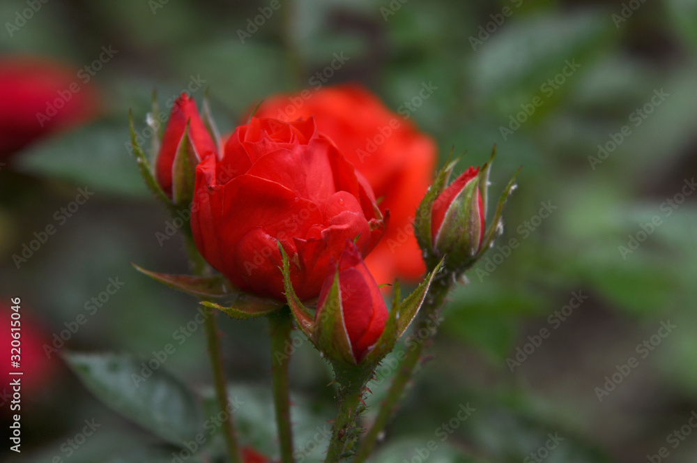 bright red rose, delicate flower close-up. little flower bright red rose, delicate flower close-up. little flower