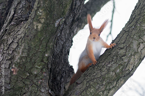 squirrel on a tree and her house