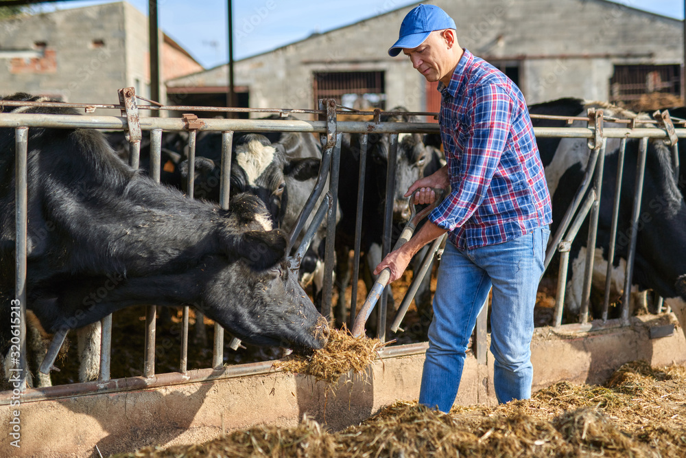 Portrait of a man on livestock ranches. Portrait of a man on livestock ranches.