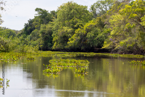 Flussarm mit Wasserhyazinthen und Wald im brasilianischen Pantanal