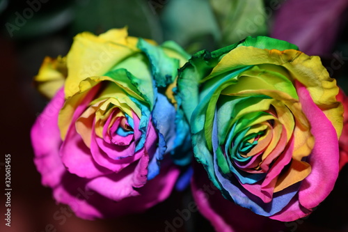 multicolor rose in an unusual color combination