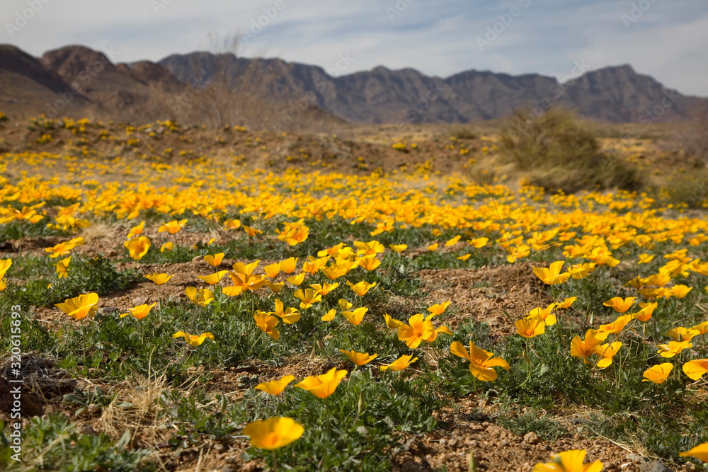 Fototapeta premium Field of Poppies