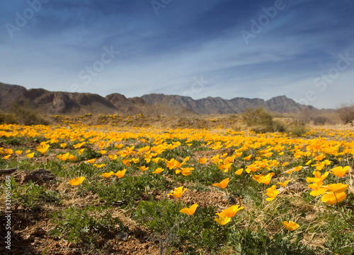 Field of Poppies