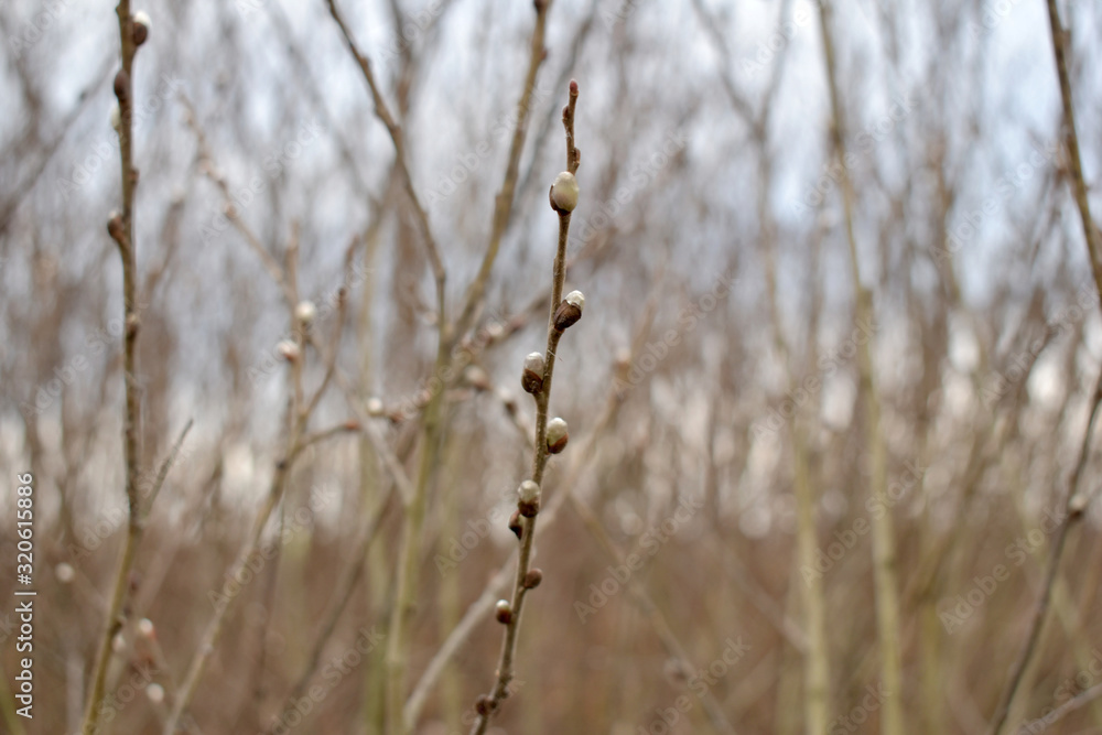 Warm weather at the end of winter provoked awakenings of nature, the buds on a tree branch swelled and opened.