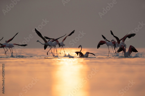 Greater Flamingos takeoff during sunrise at Asker coast, Bahrain © Dr Ajay Kumar Singh