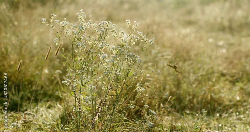 Scenic landscape of grass blooming on field in summer Scenic landscape of grass blooming on field in summer