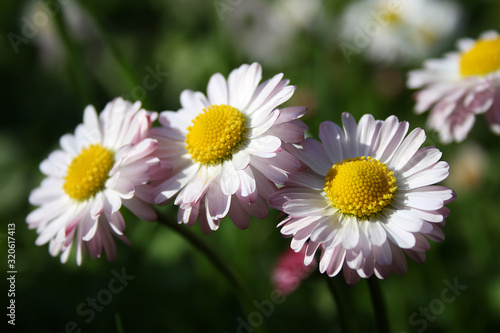 summer flower chamomile white nature