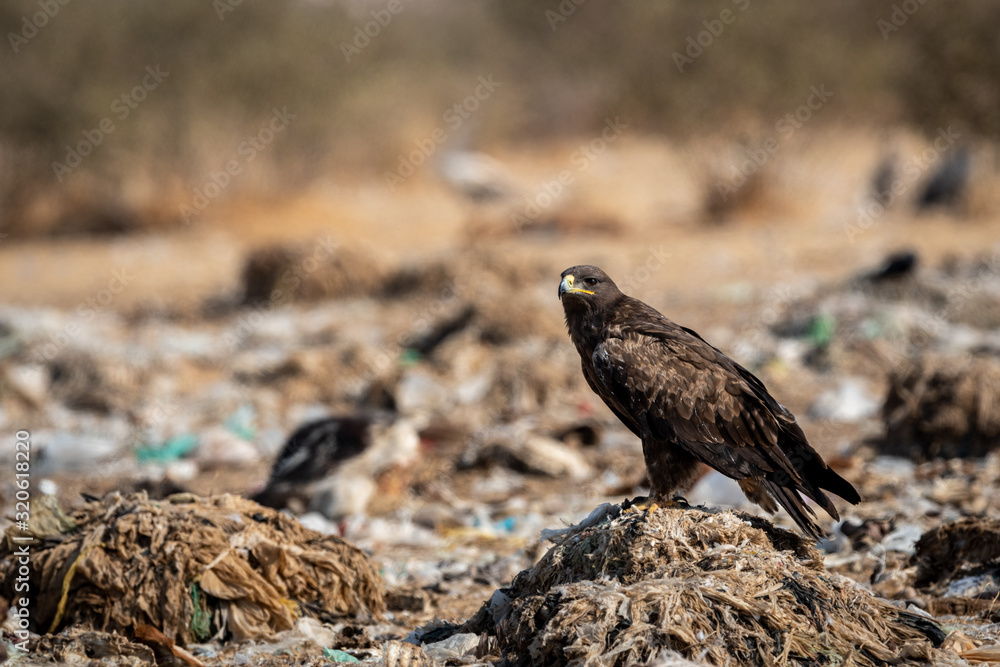 Steppe eagle or Aquila nipalensis portrait or close-up during winter migration at jorbeer conservation reserve or dumping yard, bikaner, rajasthan, India Steppe eagle or Aquila nipalensis portrait or close-up during winter migration at jorbeer conservation reserve or dumping yard, bikaner, rajasthan, India