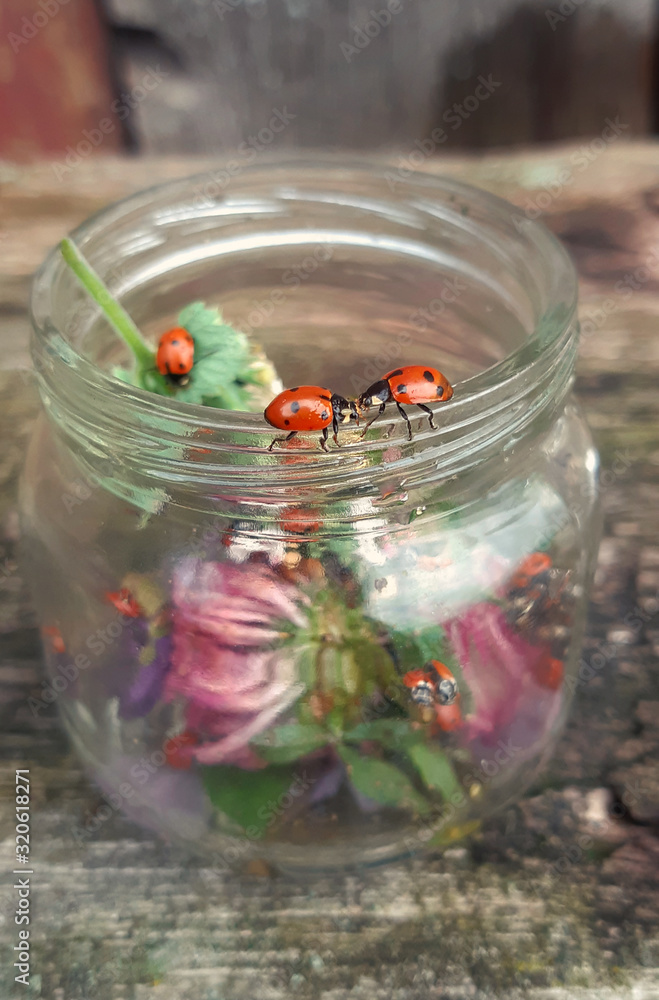 Ladybugs on a jar on a wooden background. Insect, summer. Ladybugs on a jar on a wooden background. Insect, summer.