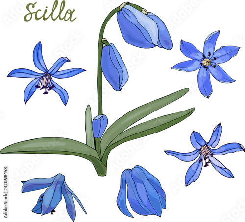  spring scilla flowers, set of flowers for your design