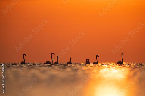 Greater Flamingos  wading during sunrise at Asker coast  Bahrain