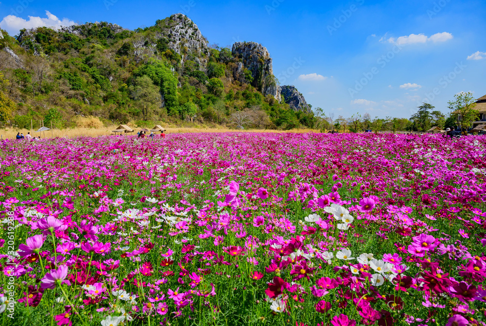 Landscape of Cosmos at Sirisamai Field, Kaeng Khoi District, Saraburi, Thailand