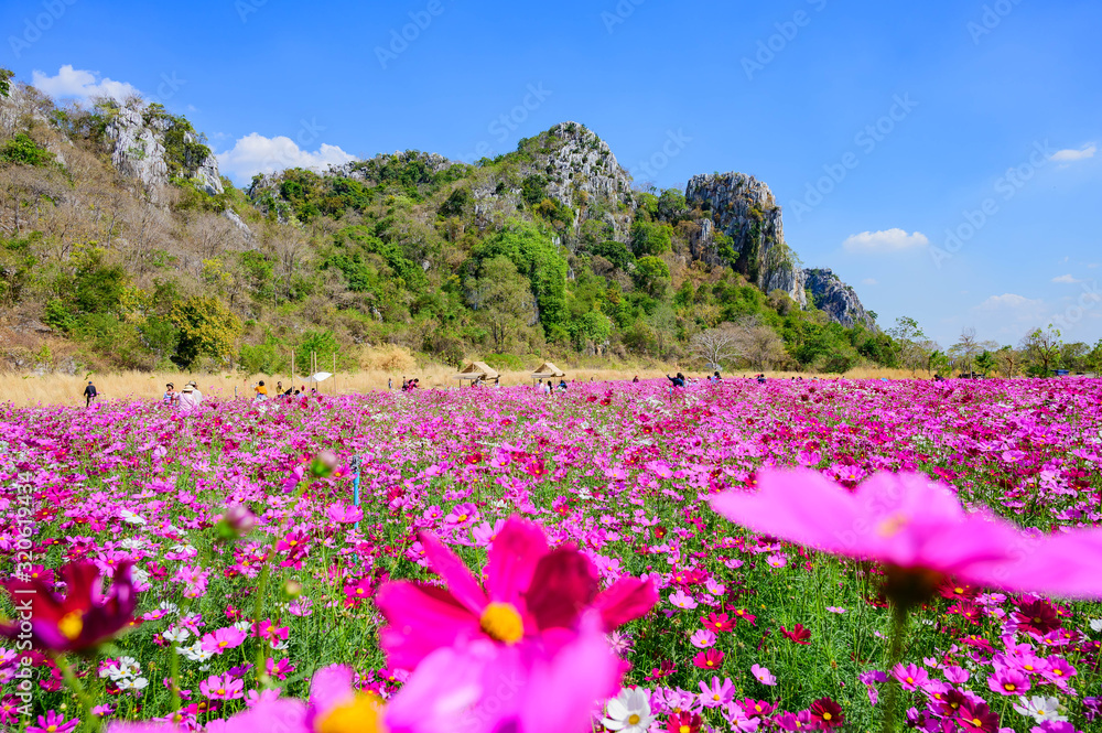 Landscape of Cosmos at Sirisamai Field, Kaeng Khoi District, Saraburi, Thailand Landscape of Cosmos at Sirisamai Field, Kaeng Khoi District, Saraburi, Thailand