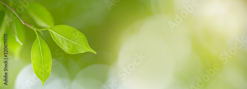 Close up of nature view green leaf on blurred greenery background under sunlight with bokeh and copy space using as background natural plants landscape  ecology cover concept.
