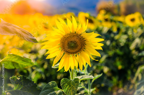 Landscape of sunflower field in the morning