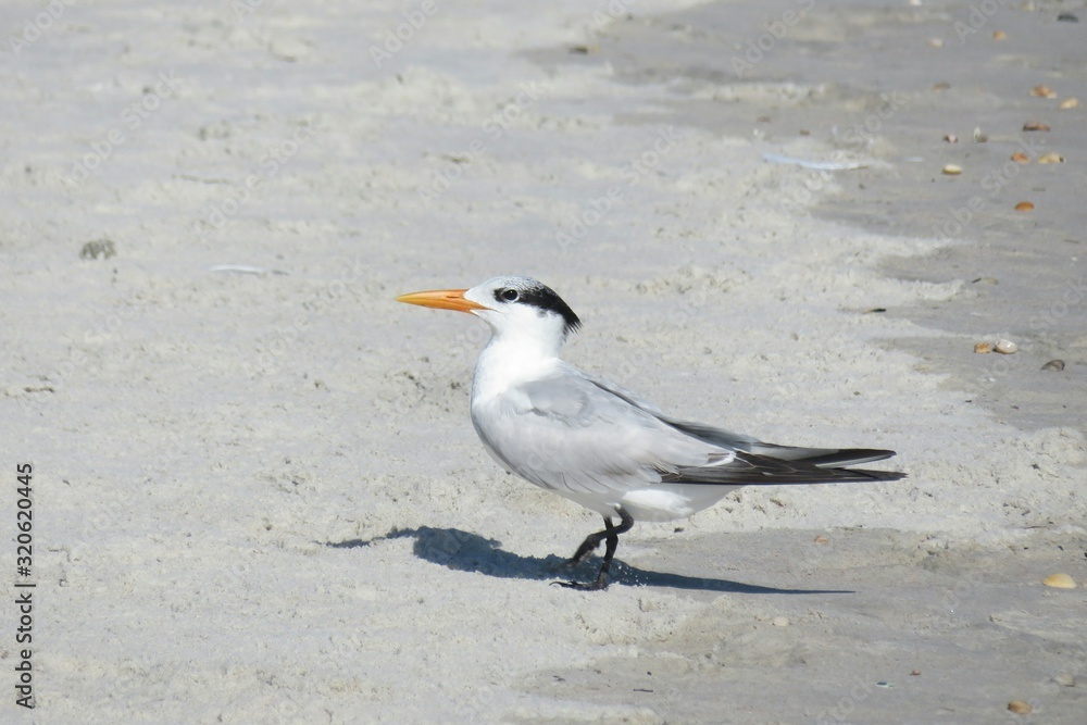 Fototapeta premium Royal tern on sand background in Atlantic coast of North Florida, closeup