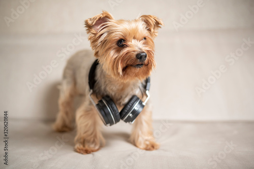 Portrait of a Yorkshire terrier with headphones on the neck. Photographed close-up.