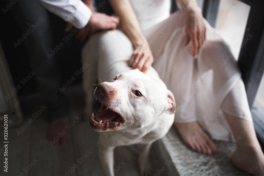 A large white Pitbull dog with bared teeth with its crop anonymous owners in the home interior. Domestic animal.